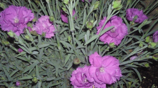 13carnation.jpg 13carnation.jpg