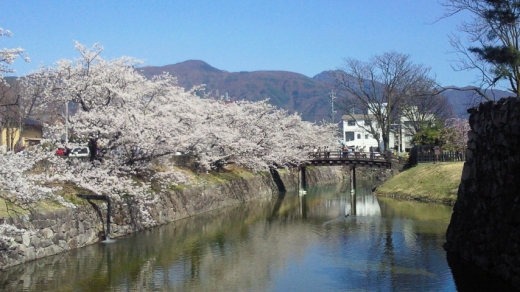 13sakura2.jpg 13sakura2.jpg