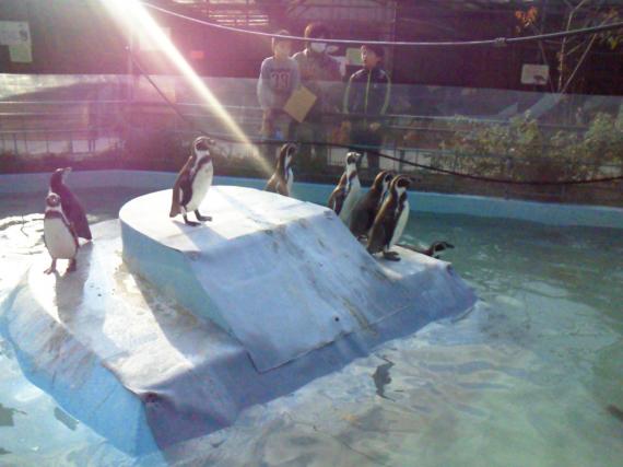 pengin.jpg pengin.jpg
